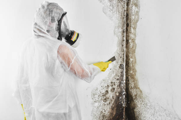 Best Mold Damage Restoration  in Middletown, VA